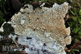 Attēlu rezultāti vaicājumam “Schizopora paradoxa”