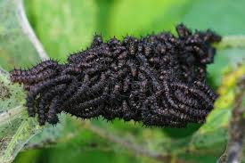 Attēlu rezultāti vaicājumam “Inachis io underside”