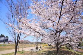「桃井桜」の画像検索結果