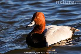 Image result for Aythya valisineria