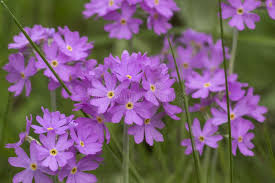 Attēlu rezultāti vaicājumam “Primula farinosa flower”