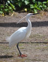 Image result for Egretta garzetta