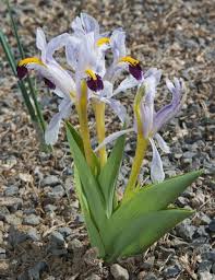 Attēlu rezultāti vaicājumam “Iris rosenbachiana flower”