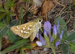 Attēlu rezultāti vaicājumam “Hesperia comma underside”