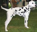 dalmatian dog - nonsporting dog breeds from the online dog ...