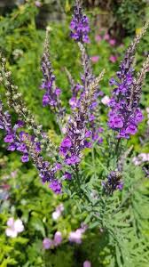 Image result for Linaria purpurea