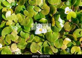Attēlu rezultāti vaicājumam “Hydrocharis morsus-ranae flower”