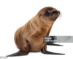 Image result for Zalophus californianus