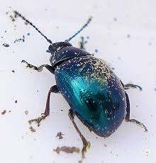 Attēlu rezultāti vaicājumam “Phaedon cochleariae”