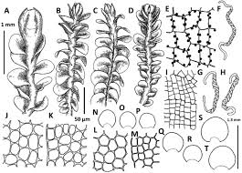 Attēlu rezultāti vaicājumam “Jungermannia hyalina cells”