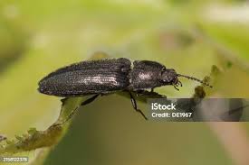 Attēlu rezultāti vaicājumam “Cidnopus aeruginosus”