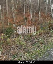 Attēlu rezultāti vaicājumam “Taxus baccata bud”