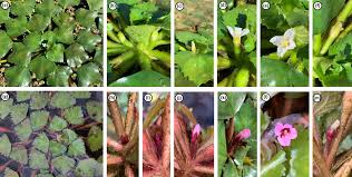 Attēlu rezultāti vaicājumam “Trapaceae”