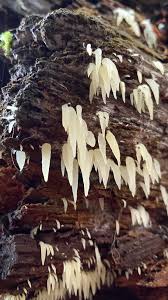 Attēlu rezultāti vaicājumam “Mucronella bresadolae”