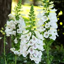 Image result for Digitalis purpurea