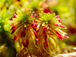 Attēlu rezultāti vaicājumam “Sphagnum russowii”