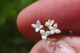 Attēlu rezultāti vaicājumam “Galium elongatum”