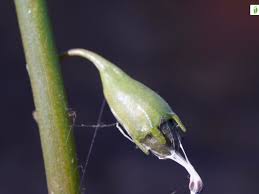 Attēlu rezultāti vaicājumam “Lobelia dortmanna bud”