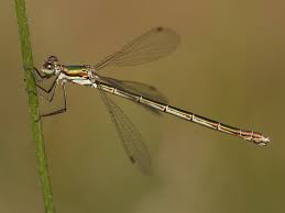 Attēlu rezultāti vaicājumam “Lestes virens”