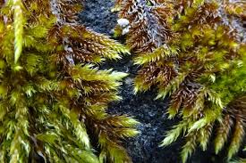 Attēlu rezultāti vaicājumam “Hypnum cupressiforme var. lacunosum sporophyte”