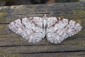 Attēlu rezultāti vaicājumam “Aethalura punctulata”