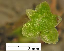 Attēlu rezultāti vaicājumam “Reboulia hemisphaerica”