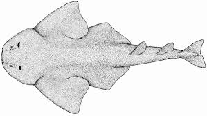 Image result for Squatina squatina