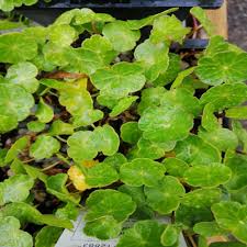 Attēlu rezultāti vaicājumam “Hydrocotyle vulgaris flower”