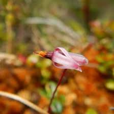 Attēlu rezultāti vaicājumam “Oxycoccus microcarpus”