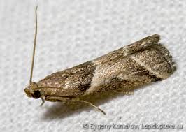 Attēlu rezultāti vaicājumam “Nyctegretis lineana”