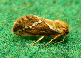 Attēlu rezultāti vaicājumam “Hepialus lupulinus”