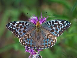 Attēlu rezultāti vaicājumam “Argynnis paphia underside”