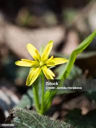 Attēlu rezultāti vaicājumam “Gagea lutea leaf”