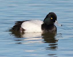 Image result for Aythya affinis