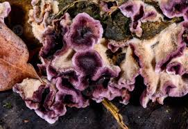 Attēlu rezultāti vaicājumam “Chondrostereum purpureum”