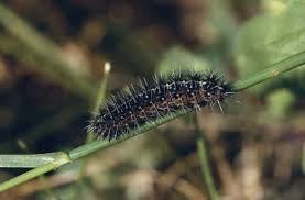 Attēlu rezultāti vaicājumam “Cribraria oregana stalked”