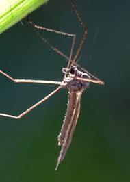 Attēlu rezultāti vaicājumam “Trichocera regelationis”