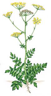 Attēlu rezultāti vaicājumam “Pastinaca sativa subsp. sylvestris”