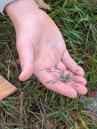 Image result for pheega