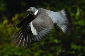 Image result for Columba palumbus