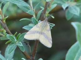 Attēlu rezultāti vaicājumam “Lythria cruentaria”