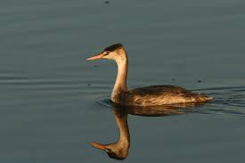 Attēlu rezultāti vaicājumam “Podiceps cristatus juvenile”