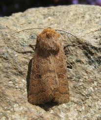 Attēlu rezultāti vaicājumam “Hoplodrina octogenaria”