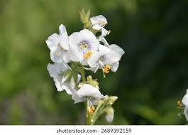 Image result for Polemonium coeruleum album