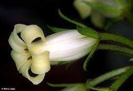Attēlu rezultāti vaicājumam “Physarum rubiginosum”
