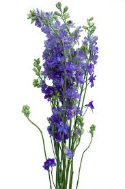 Image result for Delphinium