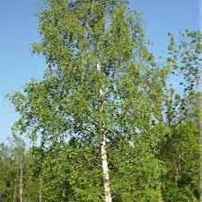Attēlu rezultāti vaicājumam “Betula pendula flower”