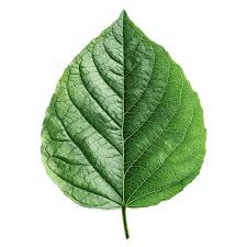 Attēlu rezultāti vaicājumam “leaf”