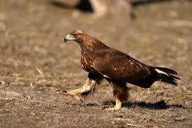 Attēlu rezultāti vaicājumam “Aquila chrysaetos”