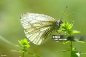 Attēlu rezultāti vaicājumam “Leptidea sinapis underside”